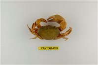 藏品(屏東澤蟹)的圖片